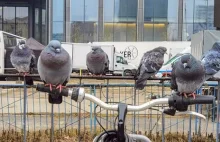 Warszawa: Stacja rowerów zlikwidowana, ponieważ defekowały na nią gołębie