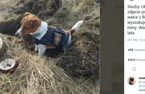 Służby Ukrainy opublikowały zdjęcie psa, który pomaga w walce z Rosjanami