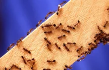 Ewolucja międzygatunkowa mrówek