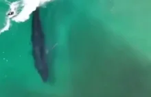 Wieloryb surfujący z falą
