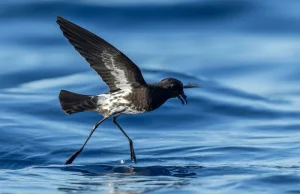 Opisano nowy dla nauki gatunek ptaka z rodziny oceanników