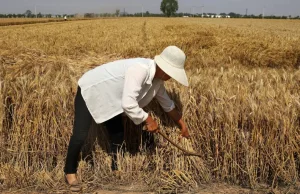 Chiny informują o najgorszej w historii kondycji ich zimowych wysiewów pszenicy