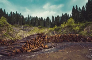 Rosja planuje wycinkę lasów w Ukrainie?
