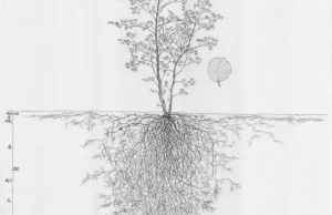 Systemy korzeniowe roślin - kolekcja 1180 rysunków