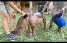 Mały nosorożec Daisy cieszy się pierwszą kąpielą błotną