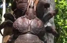 Krab kokosowy