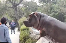 Hipopotam próbuje wydostać się z wybiegu