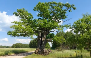 Dąb z Puszczy Białowieskiej Europejskim Drzewem Roku