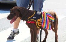 Pies wyrzucony ze schroniska za bycie gejem adoptowany przez parę LGBTQ+