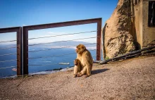 Gibraltar jest bardziej brytyjski czy hiszpański? Ciekawe miejsca i ciekawostki