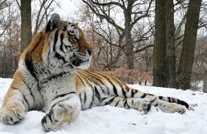 Nie żyje tygrys o imieniu Putin. Miał zawał serca