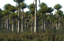 Jak doszło do powstania roślin drzewiastych i tworzonych przez nie lasów?