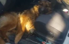 Ukraińscy żołnierze znaleźli psa, który wszedł im do auta i nie chciał wyjść