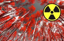 Rosjanie przekopują Czerwony Las, najbardziej skażony obszar Czarnobyla