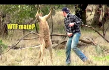Kangaroo punch