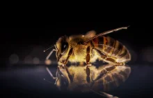 Matka natura też walczy. Pszczoły zabiły trzech rosyjskich okupantów