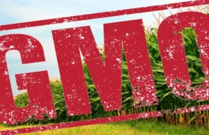Żywność modyfikowana genetycznie GMO to broń masowej zagłady, niosąca...