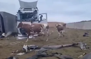 Ukraina: film ze zniszczonej fermy mlecznej - Bydło i mleko