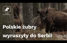 Polskie żubry wyruszyły do Serbii