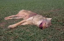 Trzy wilki zastrzelono w zachodniej Polsce tylko w samym marcu