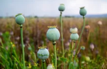 Afganistan zakazuje produkcji opium