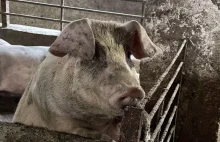 Na Ukrainie wyhodowano nową rasę świń o nazwie Kadyrov