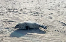 Mała foczka na plaży w Świnoujściu. Sopelek potrzebował pomocy