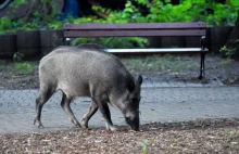 Kobieta zabrała do domu rannego dzika. Warchlak pogryzł 72-latkę