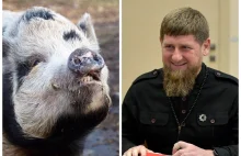 Ukraińcy wyhodowali świnię kadyrowską. Polska wersja artykułu