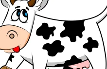 Krowy nie dają mleka!