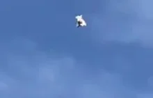 Lądowanie gołębi ze stylem