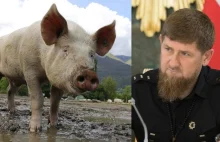 Świnia Kadyrow. Nowa rasa efektem pracy ukraińskich hodowców
