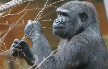 USA: ZOO obawia się o zdrowie goryla - za często patrzy w telefon