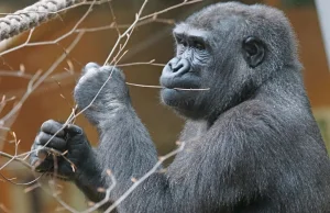 USA: ZOO obawia się o zdrowie goryla - za często patrzy w telefon