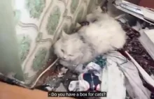 Kot ocalał zbombardowanym mieszkaniu na Ukrainie