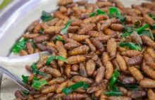 Belgia dopuszcza jedzenie insektów