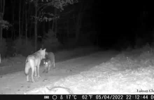 Wycie wilków w lesie