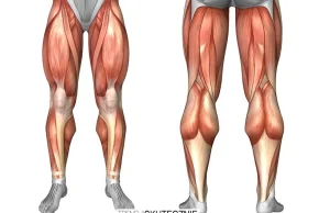 Czy trening nóg powoduje szybszy wzrost siły i masy ramion?
