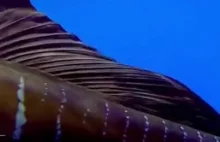 Żaglica najszybsza ryba na świecie