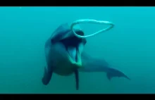Delfinów zabawy bańkami | BBC Earth