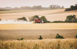 Wojna może zniszczyć nawet połowę ukraińskich plonów zbóż