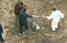 Covidowa milicja w Chinach zabiera zwierzęta ich właścicielom aby je zamordować.