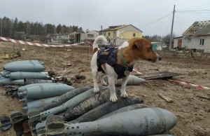Psi rekordzista w wykrywaniu min. Pracuje z ukraińskimi saperami...