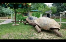 Wielkie żółwie olbrzymie