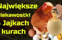 Z okazji Wielkanocy - poznaj mało znane fakty o jajkach