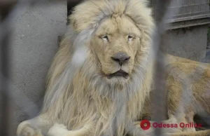 Uratowane lwy z Charkowa są w ciężkim stanie psychicznym