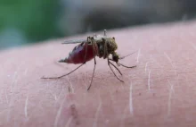Nowe badania wirusa Zika i mutacje