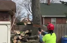 Niespodzianka podczas ścinania drzewa