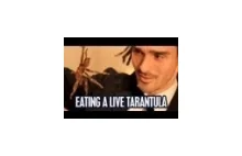 Zjadł żywą Tarantulę