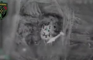 Niszczenie ruskich czołgów za pomocą dronów z zaadaptowaną amunicją RPG.